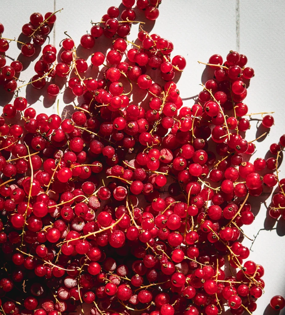 rote Johannisbeeren an Rispen